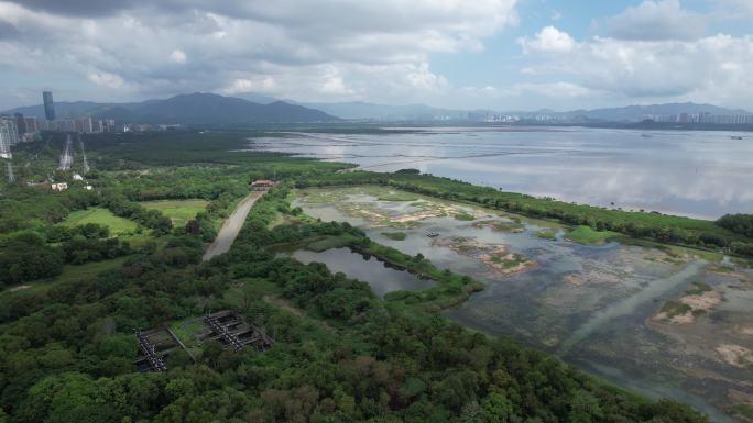 国际红树林中心：深圳福田红树林保护区