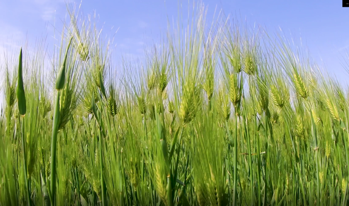 麦子灌浆期、麦穗、小麦、麦苗