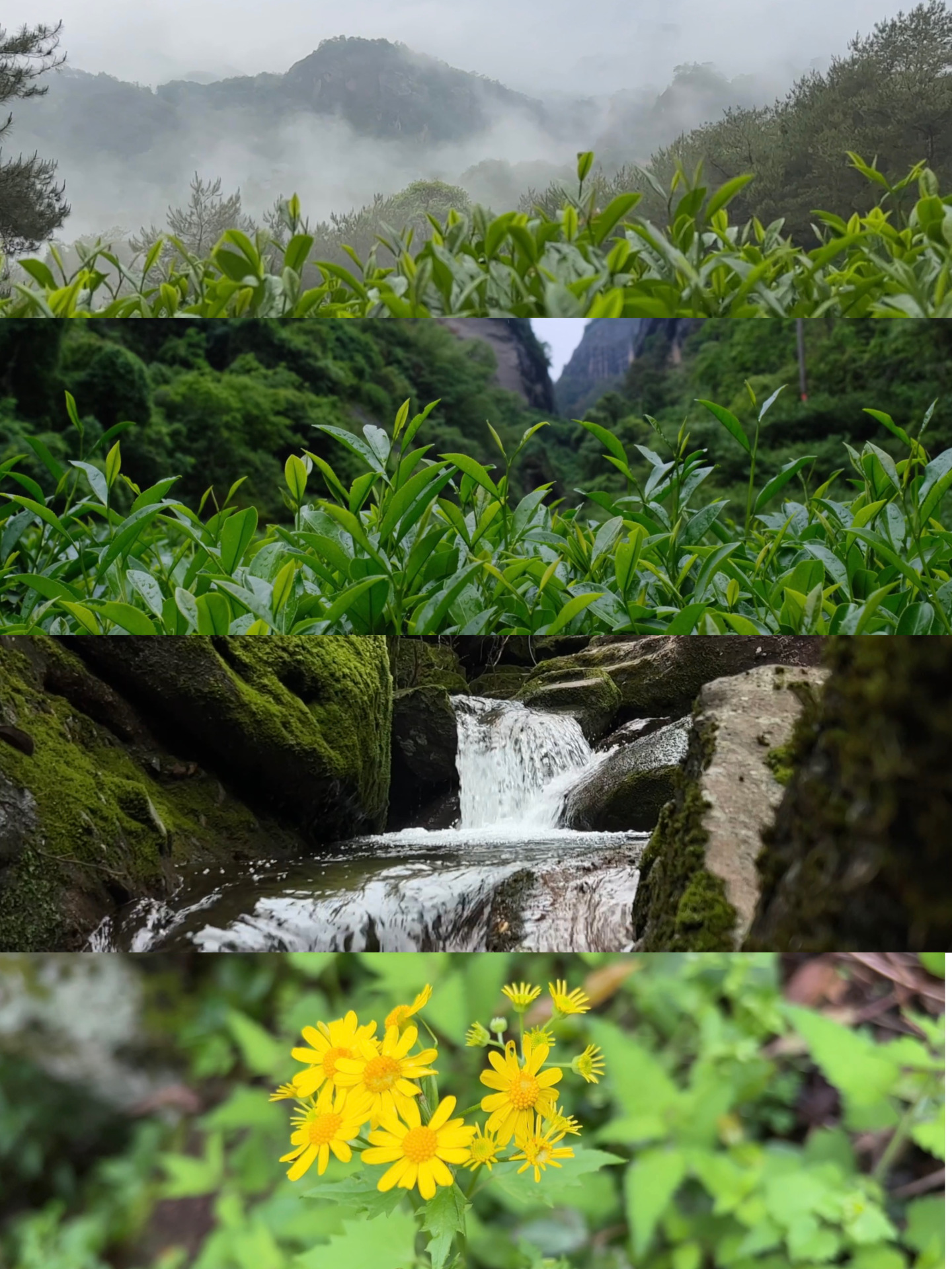 武夷山岩茶山场自然风光