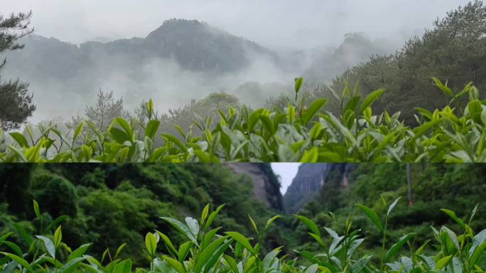 武夷山岩茶山场自然风光