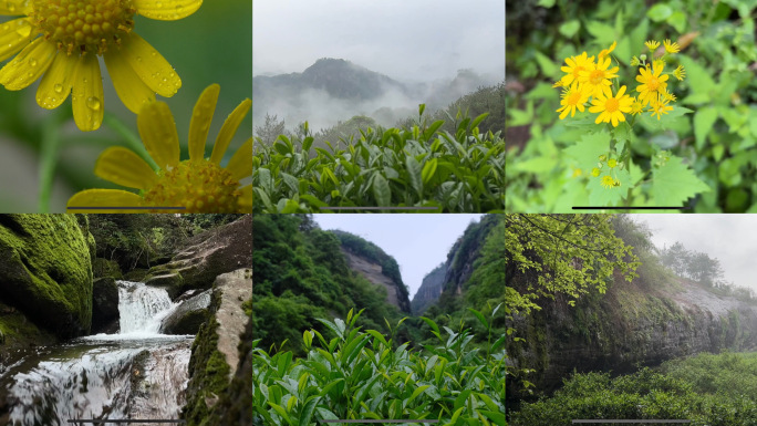 武夷山岩茶山场自然风光