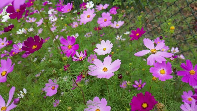 花海掠影  五颜六色格桑花