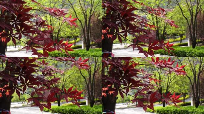 树上枫叶的特写镜头