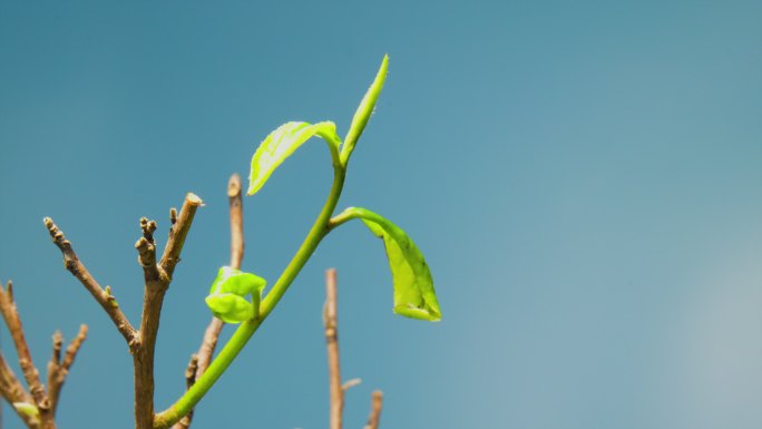 茶树生长 茶叶生长 延时