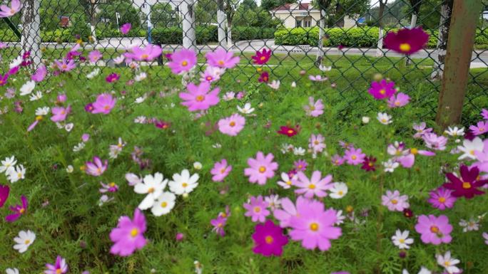 花海掠影  五颜六色格桑花