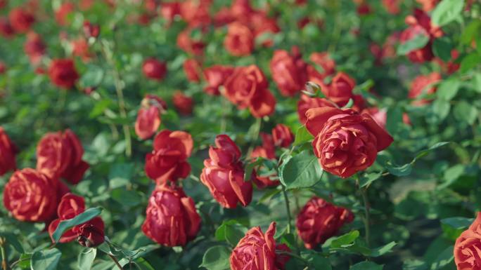 花朵玫瑰花花园红玫瑰春暖花开