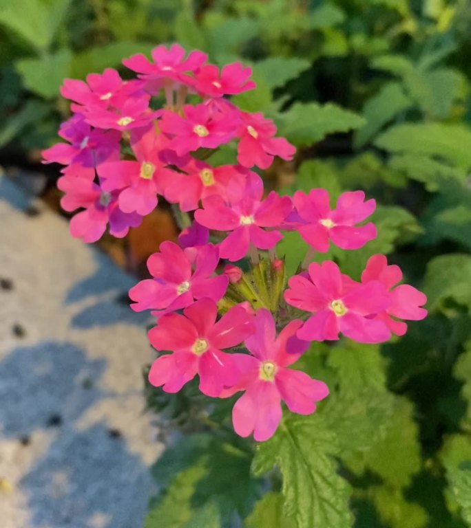 粉红色花朵
