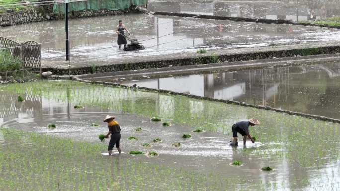 插秧人工播种植水稻田航拍农民农耕春天农业