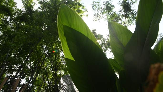 种植粽子叶子 植物阳光空镜头