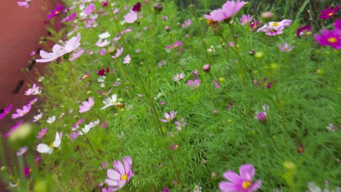 花海掠影  五颜六色格桑花