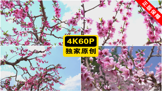 桃花 宽甸桃花 最美乡村 丹东河口