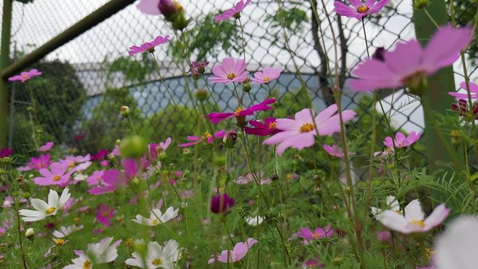 花海掠影  五颜六色格桑花