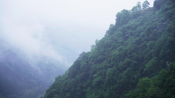 4k大山深处山林刮风下雨雨雾气延时空镜