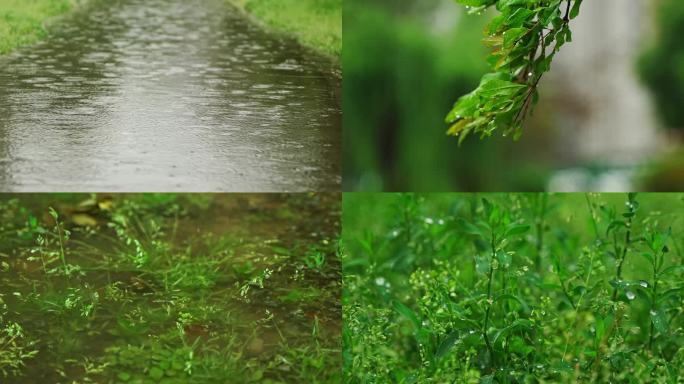 雨中即景 谷雨 下雨 小雨  雨水 涟漪