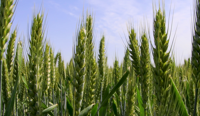 麦子灌浆期、麦穗、小麦、麦苗