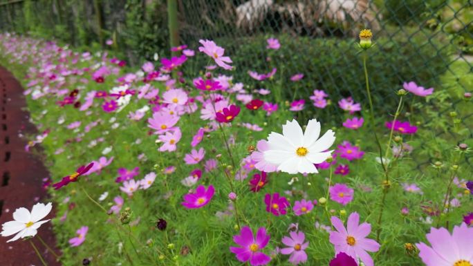 花海掠影  五颜六色格桑花