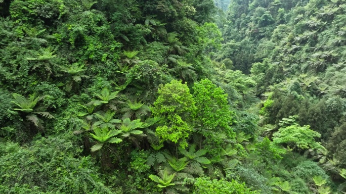 航拍四川乐山茂密丛林桫椤沟远古植物化石