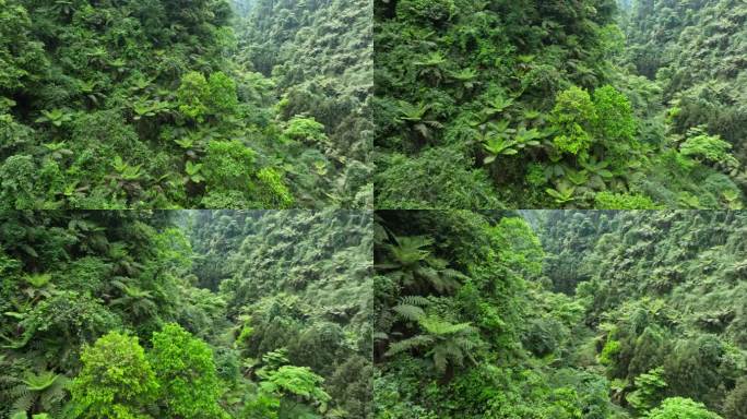 航拍四川乐山茂密丛林桫椤沟远古植物化石