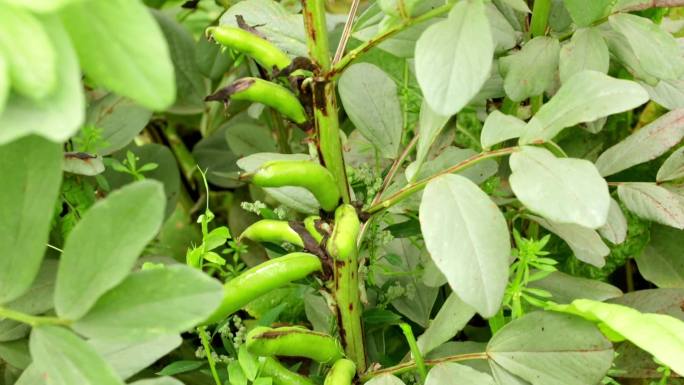 豆科植物蚕豆食材蔬菜