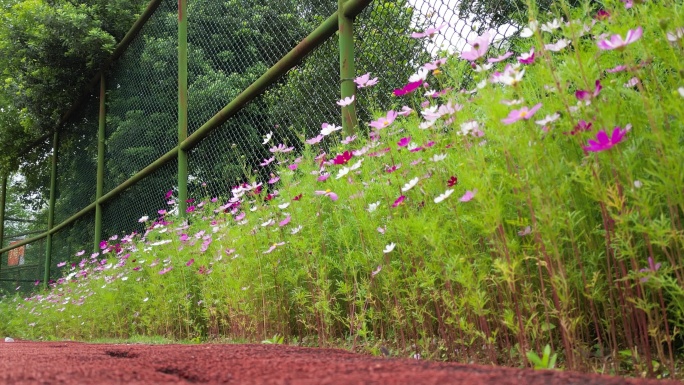 花海掠影  五颜六色格桑花