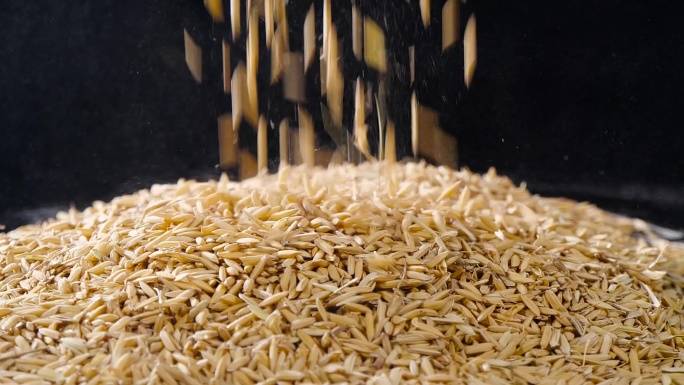 稻田稻米