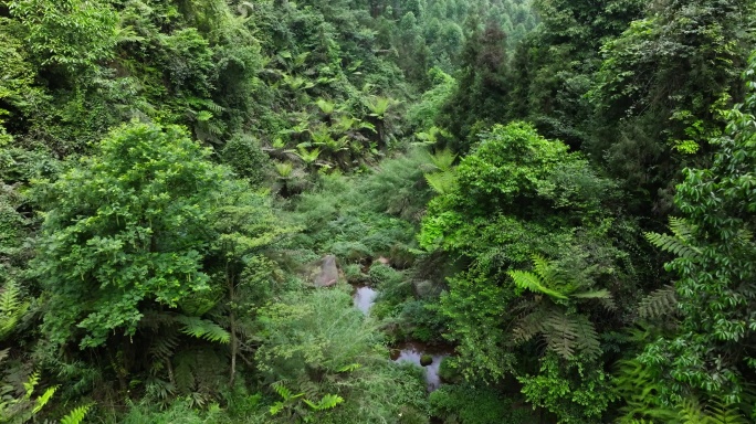 航拍四川乐山茂密丛林桫椤沟远古植物化石