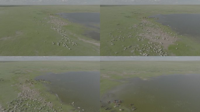 航拍草原河流湿地牛羊