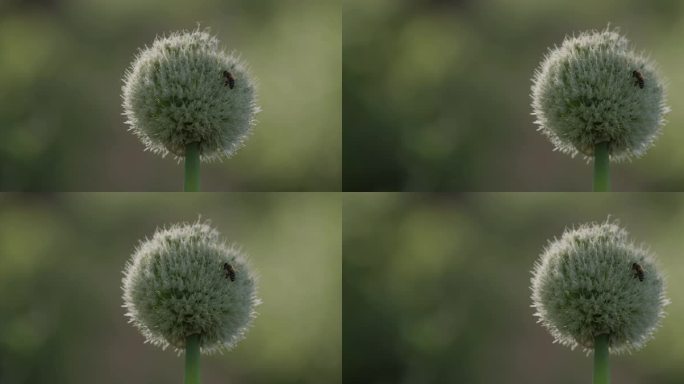 农田，农村，春天，植物