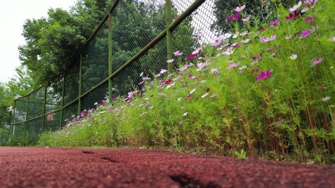 花海掠影  五颜六色格桑花