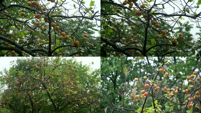 雨中的柿子树满树的柿子