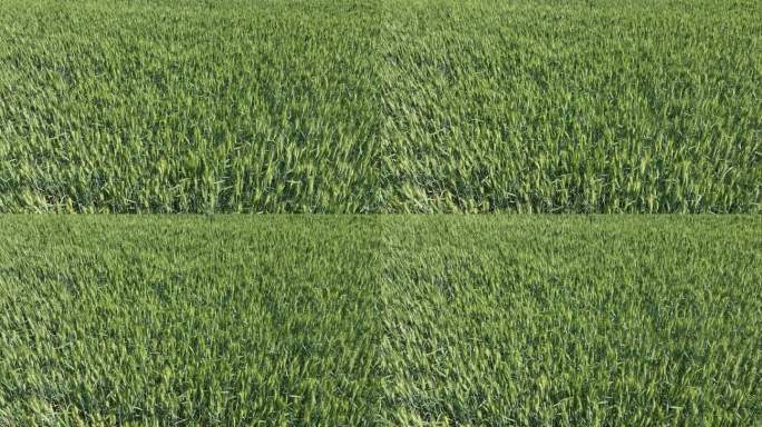 绿色麦田航拍