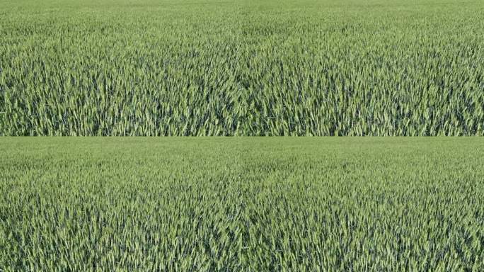 绿色麦田