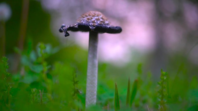 小清新野生菌野蘑菇毒蘑菇清新空镜头