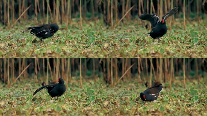 湿地黑水鸡觅食