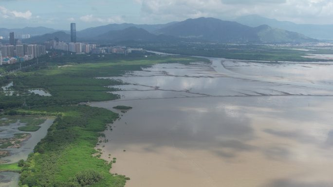 国际红树林中心：深圳福田红树林保护区