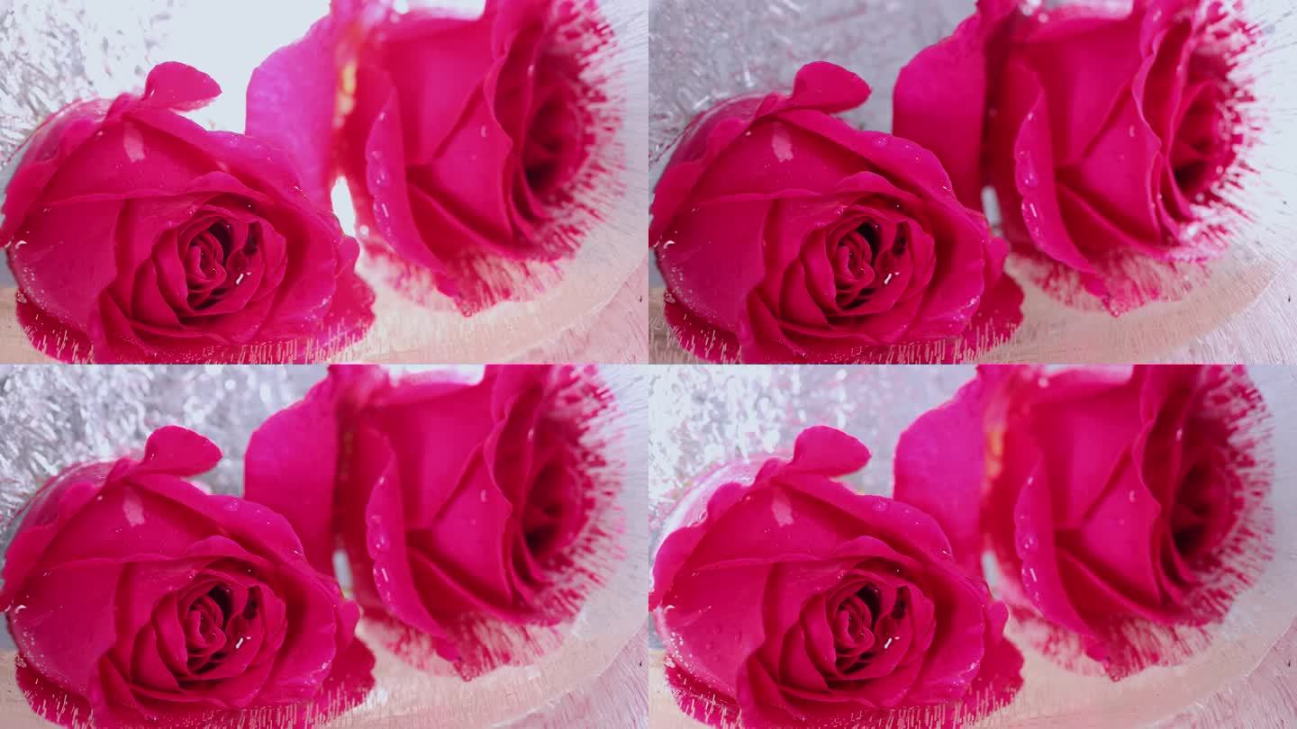 冰冻的玫瑰花