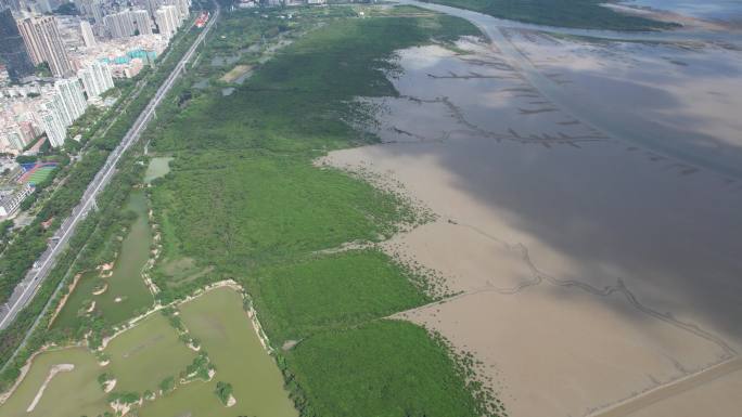 国际红树林中心：深圳福田红树林保护区