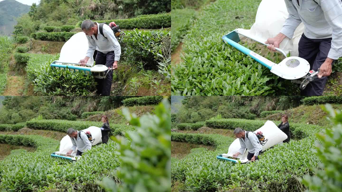 茶农使用新进采茶机快速采茶画面