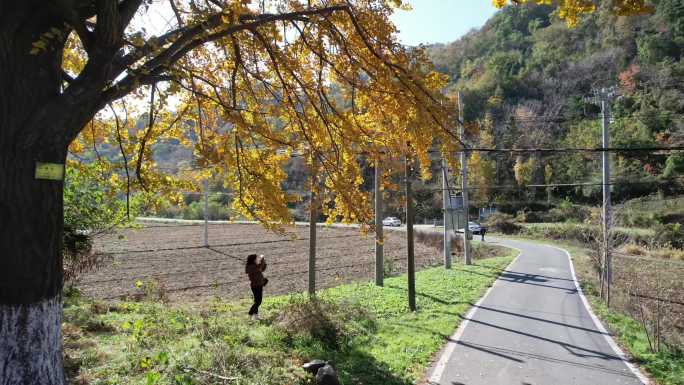 银杏树4K航拍