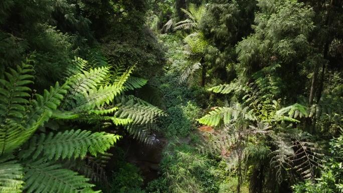 航拍四川乐山茂密丛林桫椤沟远古植物化石