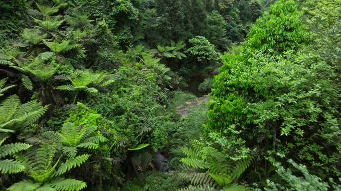 穿越四川乐山茂密丛林桫椤沟远古植物化石