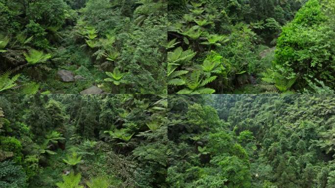 穿越四川乐山茂密丛林桫椤沟远古植物化石