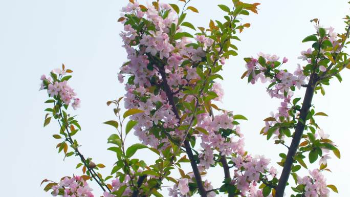 春季唯美樱花竞相绽放