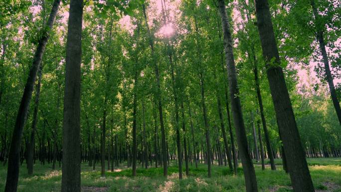 阳光下的杨树林