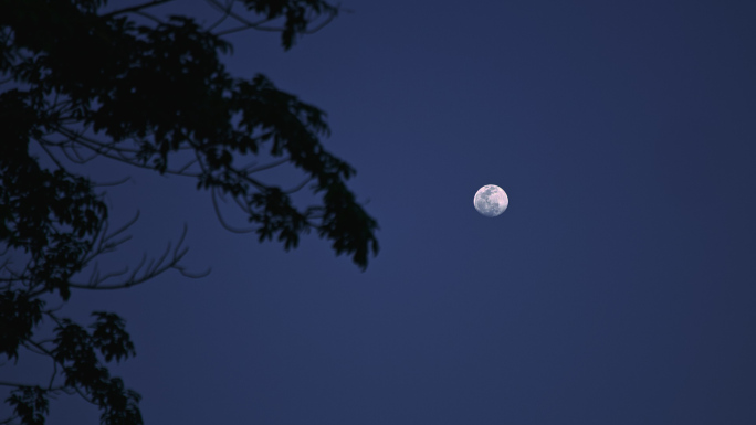 夜晚天空树梢月亮空镜