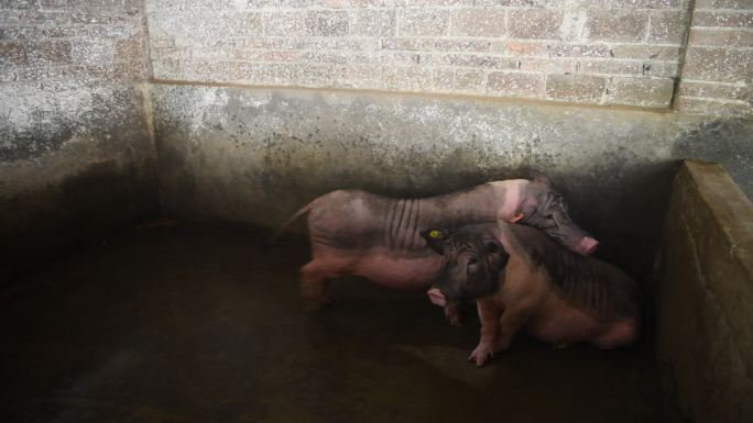 养殖猪场肉猪母猪
