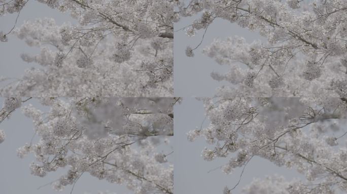 4K青岛中山公园樱花-S3log灰度模式