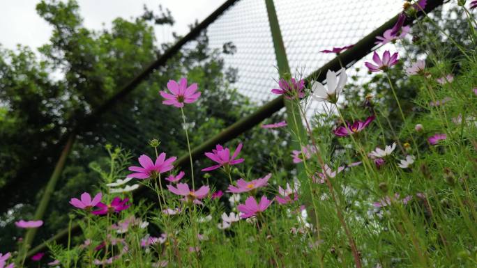 花海掠影  五颜六色格桑花