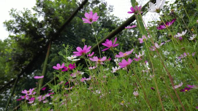 花海掠影  五颜六色格桑花