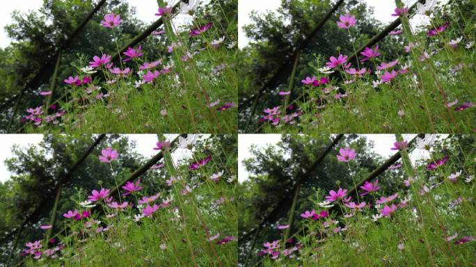 花海掠影  五颜六色格桑花